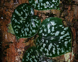 Scindapsus pictus, leaves of the juvenile shingle plant with characteristic silver patches due to epidermal cells filled with air thus reflecting the incident light, Danum Valley, Sabah, Borneo