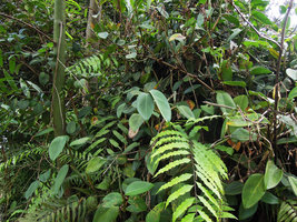 Scindapsus scortechinii, Gunung Brinchang, Cameron Highlands, Malaysia