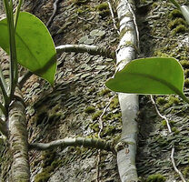 Scindapsus coriaceus, difference between the large diameter and long internodes of the main anchored stem and the narrow lateral detached stems with short internodes, especially the first ones, Danum Valley, Sabah, Borneo