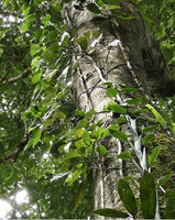 Scindapsus coriaceus, main vertically climbing adherent stem and lateral detached stems, Danum Valley, Sabah, Borneo