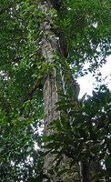 Scindapsus coriaceus quickly growing vertically climbing adherent thick stems with long internodes and large sheathing leaf bases, contrary to the detached lateral stems, Danum Valley, Sabah, Borneo