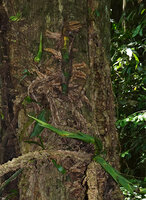 Scindapsus coriaceus, two young and two older detached stolons without adventitious roots and two young erect stems just above, fixed to tree trunk with corky clasping roots, Danum Valley, Sabah, Borneo