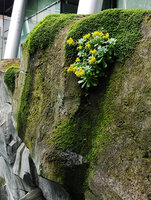 Sedum palmeri and Soleirolia soleirolii covering the designed concrete wall at DWS rue Gaston Rebuffat, Parisjpg