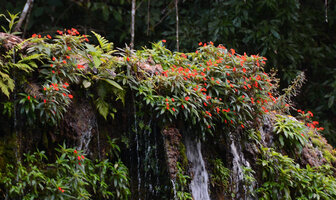 Seemannia sylvatica, dense flowering vegetative population at the top of a permanent waterfall, Bonito, Mato Grosso do Sul, Brazil