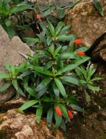 Seemannia sylvatica, flowering clump, Bonito, Mato Grosso do Sul, Brazil