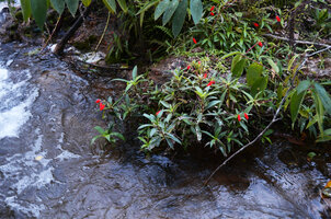 Seemannia sylvatica flowering on the rocky banks of a fast flowing river, Bonito, Mato Grosso do Sul, Brazil