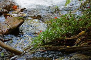 Seemannia sylvatica, flowering on the stony banks of rapids, Bonito, Mato Grosso do Sul, Brazil