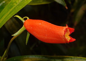Seemannia sylvatica, flower lateral view, Bonito, Mato Grosso do Sul, Brazil