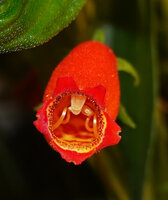 Seemannia sylvatica, flower mouth, Bonito, Mato Grosso do Sul, Brazil