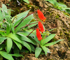 Seemannia sylvatica, flowers, Bonito, Mato Grosso do Sul, Brazil