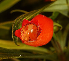 Seemannia sylvatica, glandular emergences in flower open mouth of the tube, Bonito, Mato Grosso do Sul, Brazil