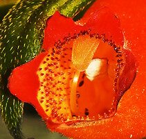 Seemannia sylvatica, glandular emergences secreting nectar in flower open mouth, Bonito, Mato Grosso do Sul, Brazil