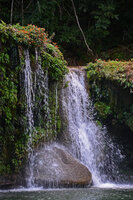 Seemannia sylvatica in a waterfall, Bonito, Mato Grosso do Sul, Brazil