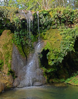 Seemannia sylvatica on travertine in a waterfall, Bonito, Mato Grosso do Sul, Brazil