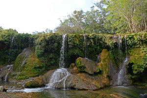 Seemannia sylvatica, waterfall habitat, Bonito, Brazil