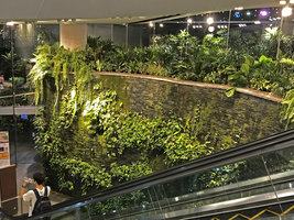 Seeping stone wall covered by ferns, aroids and mosses, Emquartier, Bangkok