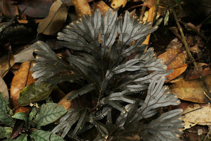 Selaginella intermedia,close up of the brown form, the brown color originating in carotenoid pigments of rhodoxanthin group and not in anthocyans contrary to Angiosperms, Endau Rompin NP, Malaysia