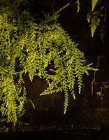 Selaginella biformis carpeting downwards the vertical felt in the Frog Room, Patrick Blanc and Pascal Heni Home