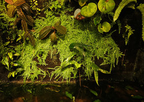 Selaginella biformis carpeting the vertical felt in the Frog Room, Patrick Blanc and Pascal Heni Home