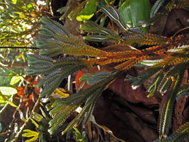 Selaginella intermedia, brown form, dichotomously branching stems, Trengganu, Malaysia