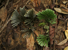 Selaginella intermedia, brown form due to rhodoxanthin pigment and plain green form growing side by side, Endau Rompin NP, Malaysia