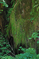 Selaginella oregana, hanging along a vertical rock, Olympic NP, Washington, USA