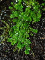 Selaginella strigosa, downward growing branched stems appressed to a seeping rock, Kaeng Krachan NP, Thailand