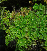 Selaginella strigosa, much branched stems with densely arranged tiny leaves, Kaeng Krachan NP, Thailand