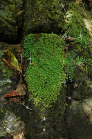 Selaginella strigosa on a rock in a small waterfall partly dry, the leafy stems mostly growing downward, Kaeng Krachan NP, Thailand