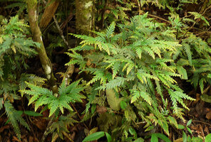 Selaginella velutina, Varirata NP, Papua New Guinea