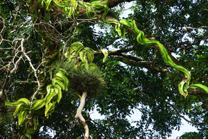 Selenicereus testudo, a cactus tightly appressed to tree branches, Guatemala, photo by Patrick Blanc, an inspiration from Nature for the new hanging structures at Changi T 2