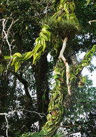 Selenicereus testudo, a climbing appressed epiphytic cactus, Petexbatun, Peten, Guatemala