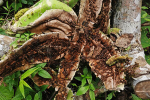 Selenicereus testudo on a fallen tree branch, the appressed surface of the triangular stems becoming non photosynthetic and producing the adventitious roots fixing the stems to the host tree, Las Lagunas, Flores, Guatemala
