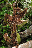 Selenicereus testudo, the non photosynthetic stem surface with adventitious roots appressed to tree branches, Las Lagunas, Flores, Guatemala