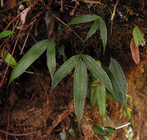 Selliguea albidosquamata, frond with white spots, Tari, 2000 m asl, Hela, Papua New Guinea