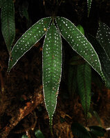 Selliguea albidosquamata, Nouvelle Guinée