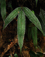 Selliguea albidosquamata, Papua New Guinea