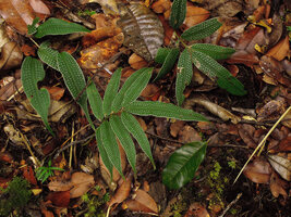 Selliguea albidosquamata, Tari, 2000 m asl, Hela, Papua New Guinea