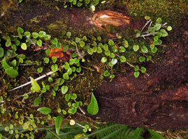 Selliguea hellwigii creeping on a decomposing trunk, Tari, 2000 m asl, Hela, Papua New Guinea