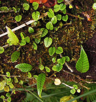 Selliguea hellwigii, dimorphic fronds, Tari, 2000 m asl, Hela, Papua New Guinea