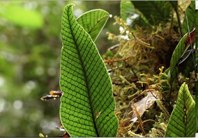 Selliguea plantaginea venation, Tari, 2000 m asl, Hela, Papua New Guinea