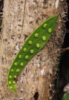 Selliguea stenophylla, characteristic bumpy light green sori and impressed hydathodes, Tari, 2000 m asl, Hela, Papua New Guinea