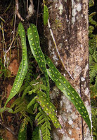 Selliguea stenophylla, hanging fronds with bumpy light green sori, Tari, 2000 m asl, Hela, Papua New Guinea