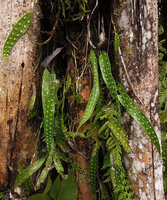 Selliguea stenophylla, Tari, 2000 m asl, Hela, Papua New Guinea