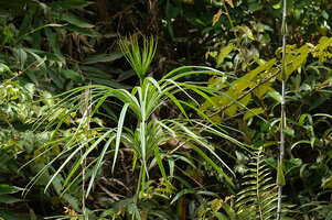 Semecarpus lineatus, Sabah