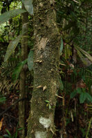 Semecarpus lineatus, spiny old trunk, way to Danum Valley, Sabah, Borneo