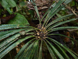 Semecarpus lineatus, swollen geniculate petiolar base of each leaf of the pseudo verticil, way to Danum Valley, Sabah, Borneo