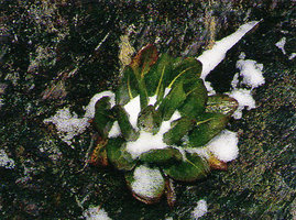 Senecio adnivalis rosette covered by snow, Mt Ruwenzori, 4 400 m asl, Uganda