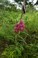 Sesamum calycinum, Katavi NP, Tanzania