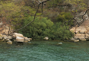 Sesbania sesban along the lake shore, Mumbo Island, Malawi.jpg